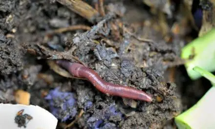 Will Worms Eat My Plant Roots? (All You Need To Know)