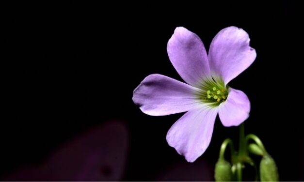 Can A Flower Bloom In A Dark Room? (Explained)