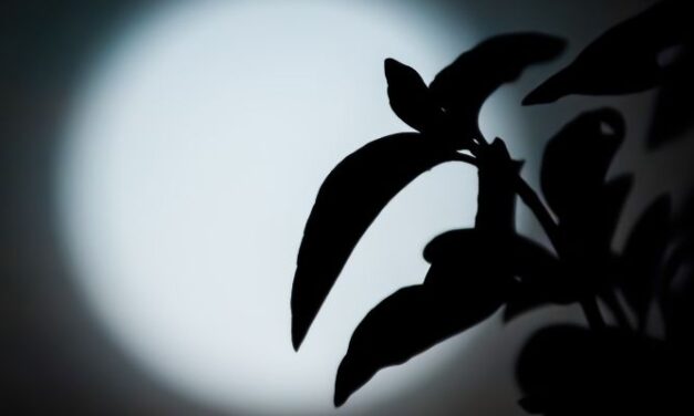 Can A Plant Photosynthesis In Moonlight? (Explained)