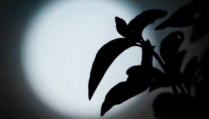 A plant growing in the moonlight