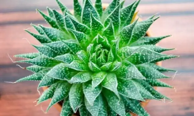 How To Grow Your Aloe Vera Leaves Thicker? (Easy Ways That Work)