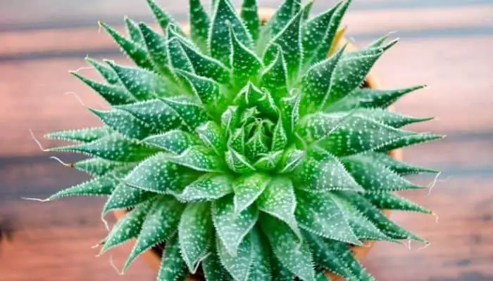 An aloe vera plant with thick leaves