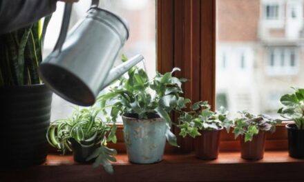 How To Water Your Houseplants In Winter (So They’ll Thrive Come Spring)