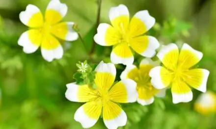 When Will My Poached Egg Plant Flower? (All You Need To Know)
