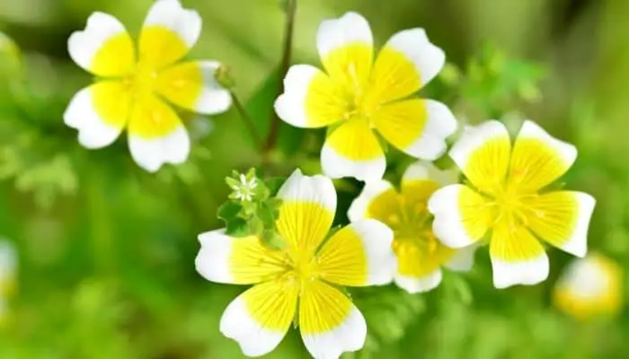 A Yellow And White Poached Egg Plant Flower