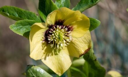 Why Are My Hellebores Not Growing? (And How To Help Them)