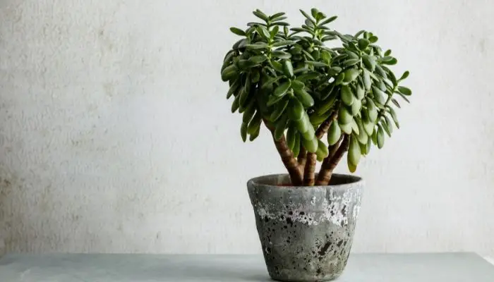 A bushy potted jade plant