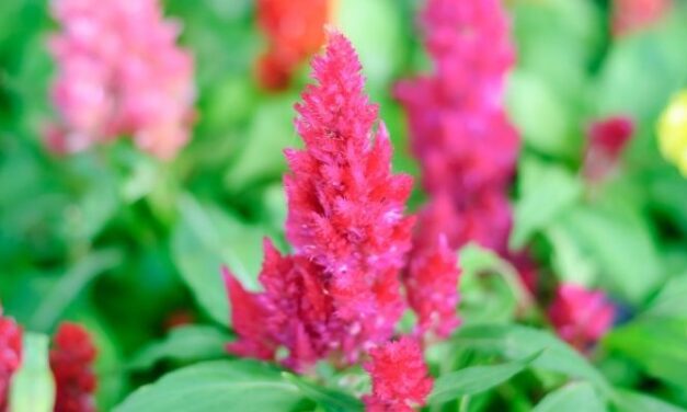 Why Is My Celosia Fading? (And How To Keep Them Colorful)