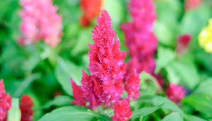 A blooming pink Celosia
