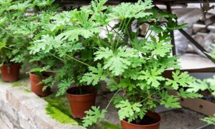 Why Is My Citronella Plant Turning Brown? (Explained)
