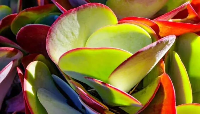 A flapjack plant with big blushing leaves