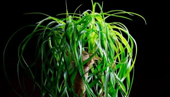 A healthy ponytail palm