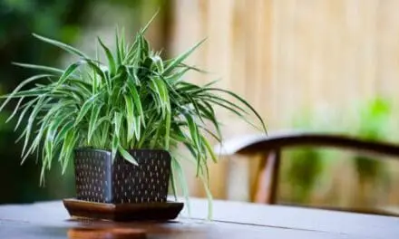 Why Is My Spider Plant Dying After Repotting? (Explained)