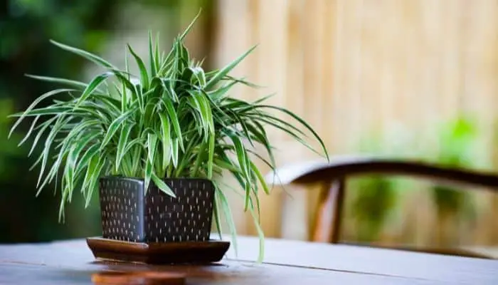 A repotted spider plant