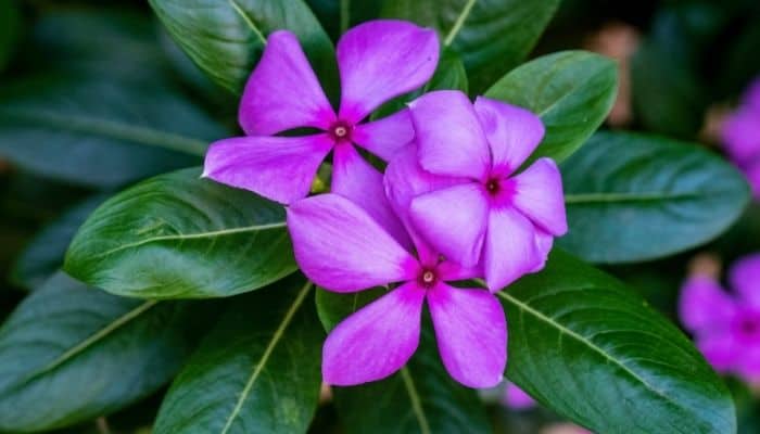A purple flowering vinca plant