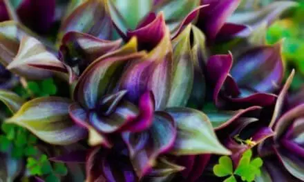 Why Is My Wandering Jew Plant Drooping? (Causes And Solutions)