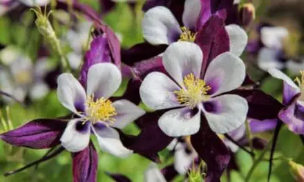 Will Aquilegia Flower Twice? (And How To Encourage It)