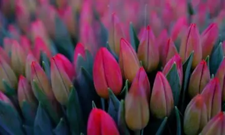 Will Blind Tulips Flower Again? (Maybe, If You Do This)