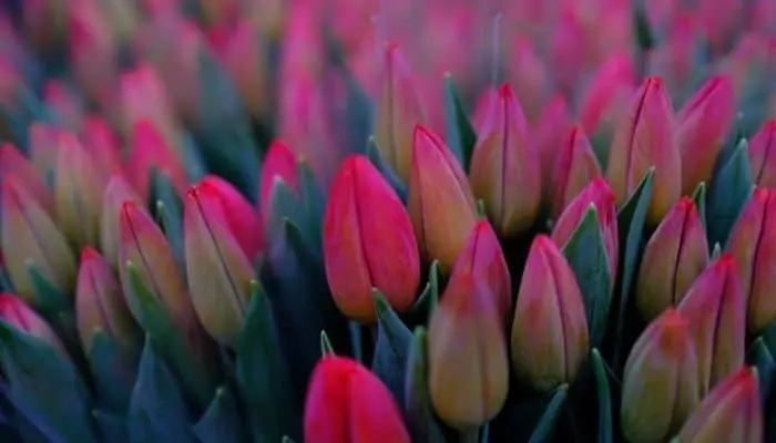 colorful flowering tulips