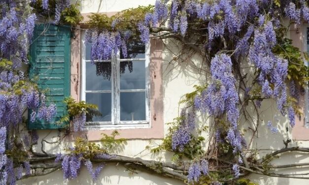 Will Wisteria Flower In Shade? (All You Need To Know)
