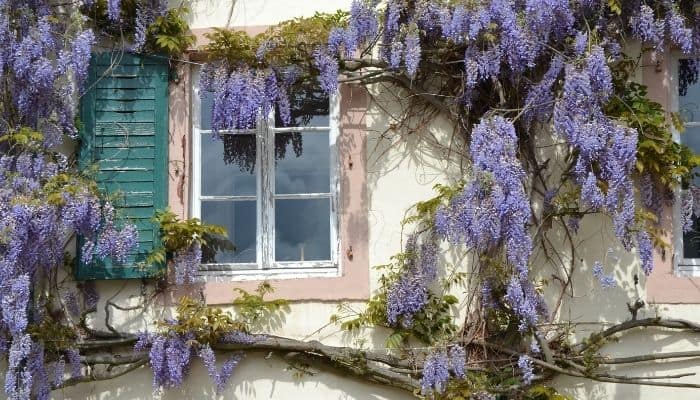 Purple wisteria growing on a house