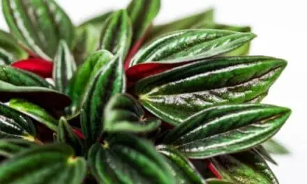 Can Peperomia Grow In Low Light? (All You Need To Know)