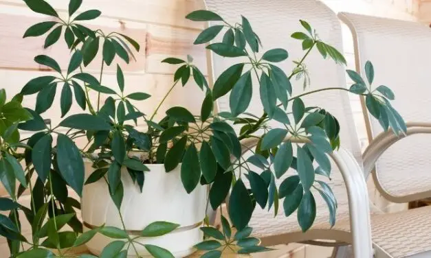 Do Plants Grow Faster With More Leaves? (Explained)