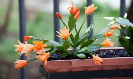 Why Is My Christmas Cactus Blooming In May? (Explained)
