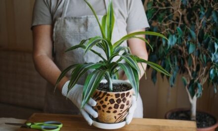 Will My Corn Plant Get Taller? (All You Need To Know)